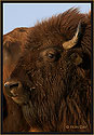 Bison 6892 Thumbnail